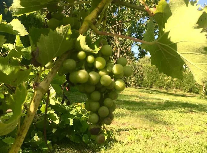 Le Clos Du Carpe Diem *